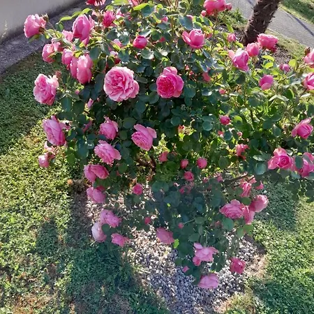 Du Capitaine Maranville