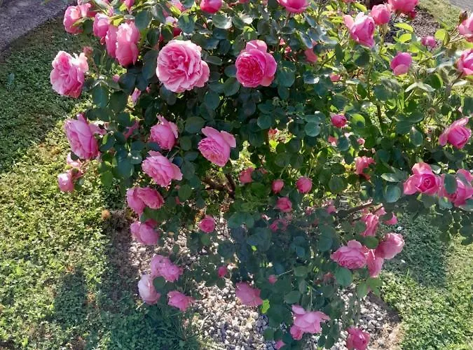 Du Capitaine Maranville